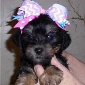 Meet your Posher, Madison